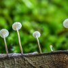 JPS Marasmius epiphyllus- copia